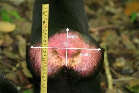 monkey vagina|Monkeys' Reproductive Anatomy .